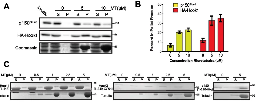 Figure 2.4 Hook proteins bind microtubules indirectly 