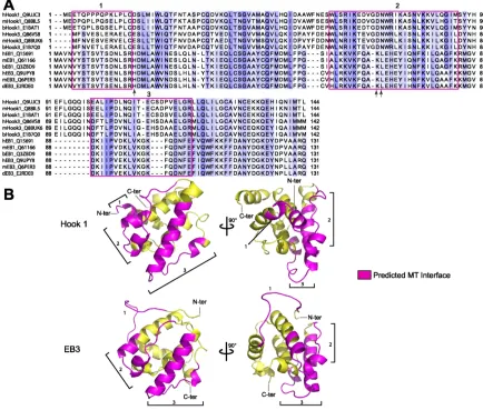 Figure 2.5 Hook proteins lack conserved regions for MT binding 