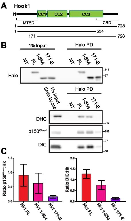 Figure 2.6 Pull-Down (PD) of Halo-Hook1 with dynein-dynactin complex requires 