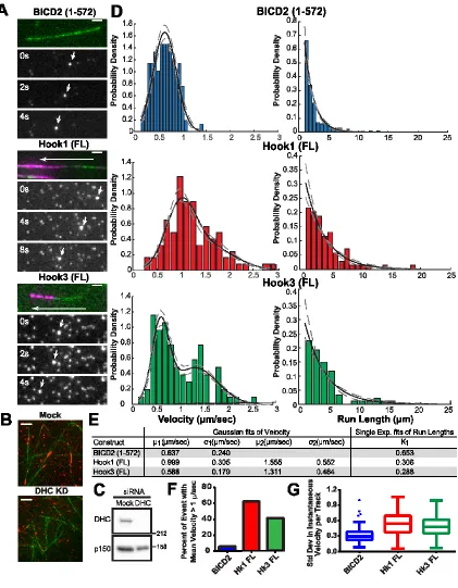 Figure 2.7 Hook proteins display high velocities and long run lengths 