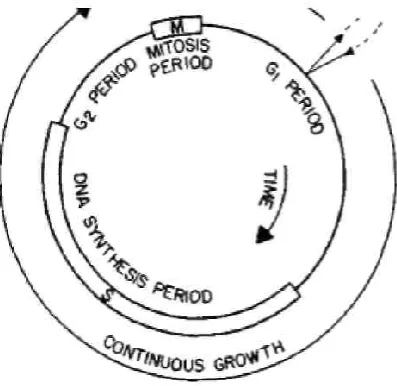 Figure 1. Diagrammatic representation of cell cycle 
