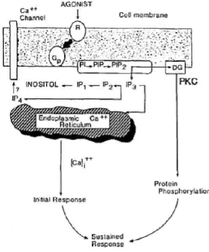 Figure 6. Second messenger system activated by mechanical forces 