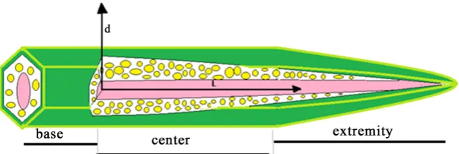 Figure 1. *) Okra constitution from outside to inside: skin, seeds and central material; **) Subdivision in three zones: base-center-extremity