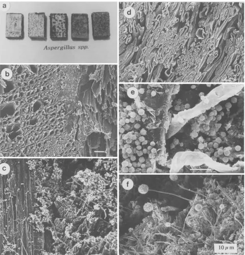 Fig. 3. Visual decolorization of w0od-based composites and scanning electron microscopy of plywood and medium-density fiberboard (MDF) exposed to the mold fungi Aspergillus spp