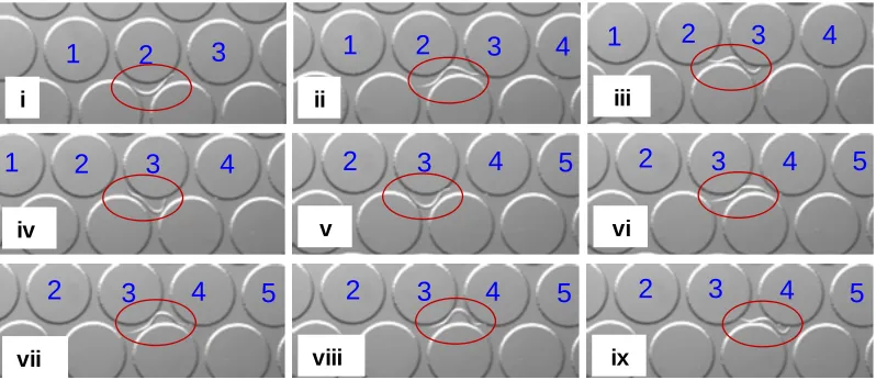 Figure 6. Snapshots of a single in blue).O. dendatum nematode (circled in red) traversing a series of pillars (numbered  