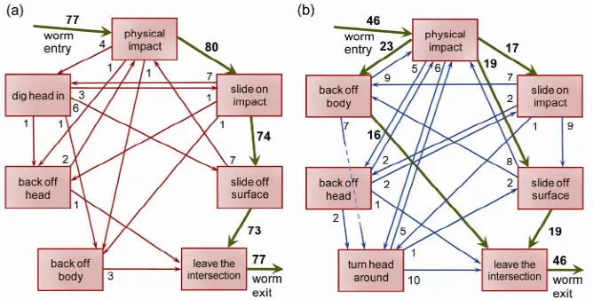 Figure 7. Modes of interaction for with a single angled T-maze structure. The number of worms making each mode transition is marked next to the start of arrow