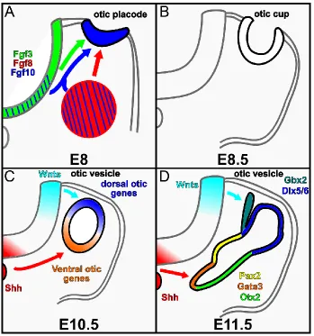 Figure 1.2. Inner ear morphogenesis and patterning. (A-D) Diagrams of mouse inner 