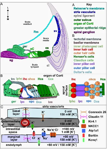 Figure 1.3. The structure and cell types of the cochlear duct. (A) Diagram of a 