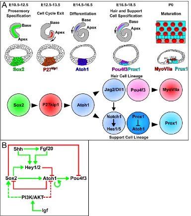 Figure 1.4. Timing and regulation of factors critical for the development of the 