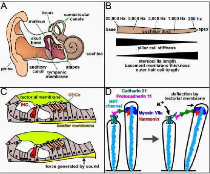 Figure 1.5. The structures and mechanisms of hearing. (A) Diagram of the human 