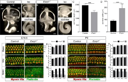 Figure 2.5. Inner ear morphogenesis and auditory hair cell differentiation are 