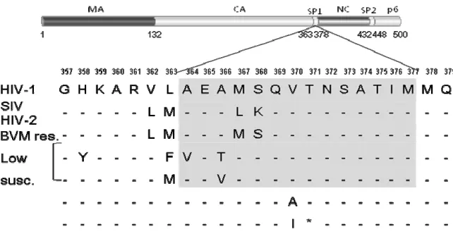 Figure 6. Representation of CA-SP1 sequences in HIV-1, HIV-2 and SIV and of mutations acquired in this region by HIV-1 viruses in response to bevirimat treatment (BVM res)