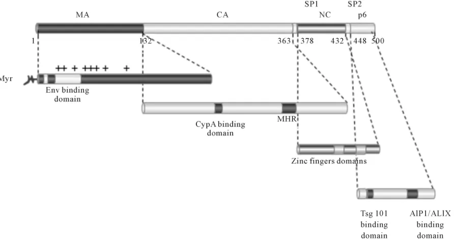 Figure 1. Organization of Gag polyprotein and functional domains of mature proteins. +: positively charged amino acids; N-Myr: Myristate; MA: matrix; CA: capsid; SP1: spacer peptide 1; NC: nucleocapsid; SP2: spacer peptide 2; Env: envelope;   CypA: cycloph
