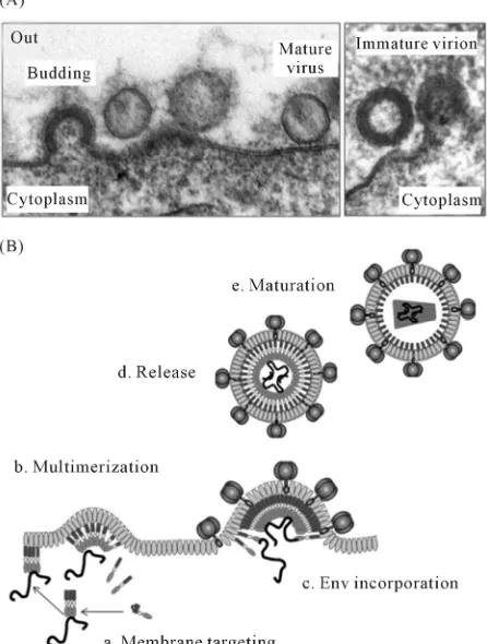 Figure 2. (A) Morphological consequences of Gag process-ing visualized by electron microscopy imaging; (B) Sche-matic representation of HIV-1 assembly, budding and maturation