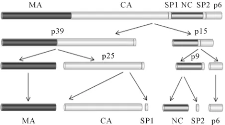 Figure 3. Schematic representation of timely processing of 