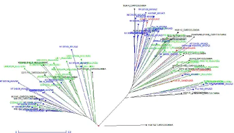 Figure 1. Tree diagram (phenogram) of Common bean genotypes used in the studyTree diagram (phenogram) of Common bean genotypes used in the studyTree diagram (phenogram) of Common bean genotypes used in the study    