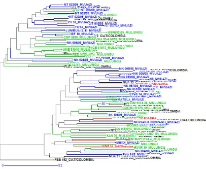 Figure 2. Dendrogram representation of Common bean genotypes used in the study 