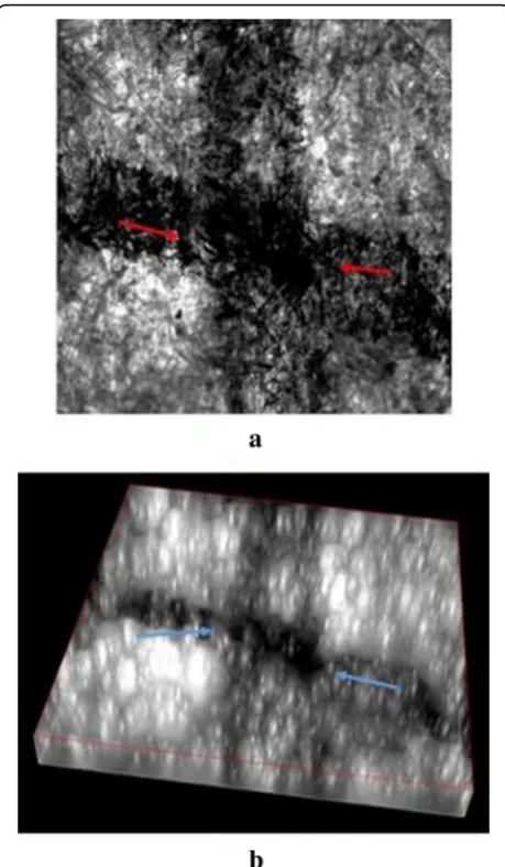 Table 2 Results of criterion 2 observed under Nikon A1 confocal microscope