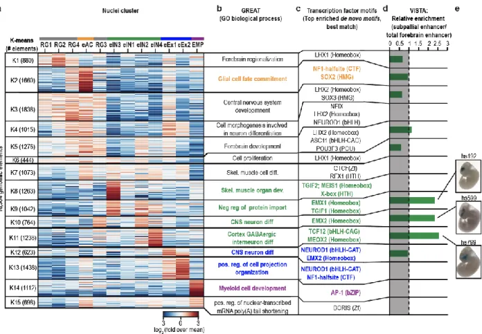 Figure  1.4.  SnATAC-seq  analysis  uncovers  cis  regulatory  elements  and  transcriptional regulators of lineage specification in the developing forebrain