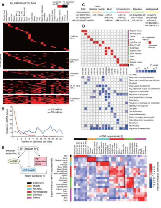 Figure 2. SE-miRNAs in many human cell types and target avoidance phenomenon