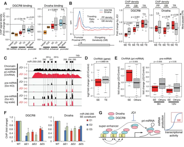 Figure 6. Inhibition of super-enhancer-associated miRNA processing by JQ1