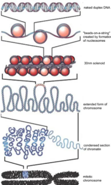 Figure 1.1: Chromatin structure which enables eukaryotic genomic DNA to