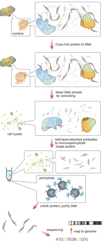 Figure 1.2: ChIP-Seq workow [30].