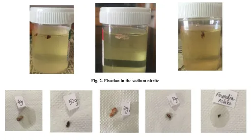 Fig. 2. Fixation in the sodium nitrite  