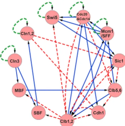 Figure 1. (Color online) Gene regulatory network of the cell-cycle of budding yeast [10]