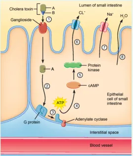 Figure 1. Mode of action of Cholera toxin (Adapted from [38]). 