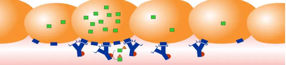 Figure 2. Antibody-directed enzyme prodrug therapy (ADEPT). Higher concentrations are found in cells overexpressing a receptor
