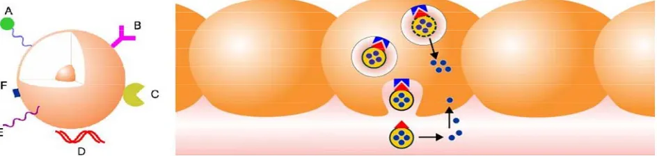 Figure 1. Different possibilities for nanoparticles specific targeting. In the left nanoparticle functionalized with: (A) protective polymer with targeting ligand/probe copulated; (B) Antibody; (C) Enzyme; (D) Complexation with DNA; (E) protective polymer;