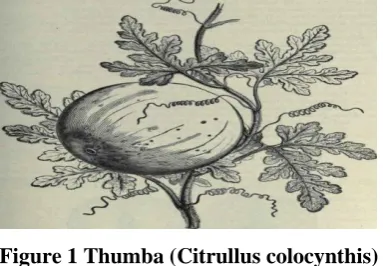 Figure 1 Thumba (Citrullus colocynthis) 
