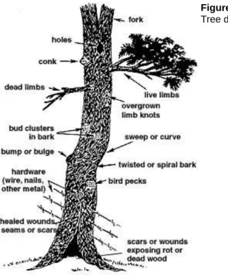 Figure 1  Tree defects. 
