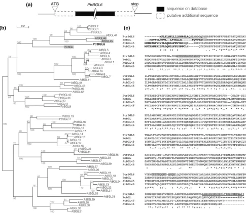 Fig. 2 Phylogenetic analysis of coniferin BGL in angiosperm anddatabase and putative additional sequences to begin with start codon(ATG) and end by stop codon