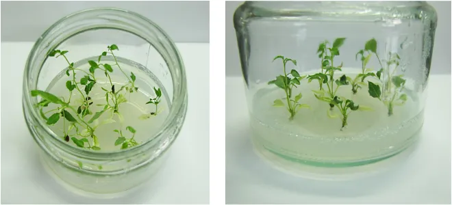 Figure 1. Aspen plantlets of the Pt XV Xeg 1b genotype on a WPM medium supple-mented with 15 g/L sucrose, 7.5 g/L sorbitol, and 7.5 g/L mannitol after 24-month storage at +4˚C and a photoperiodic lighting (8 h of light:16 h of dark) with a light intensity 