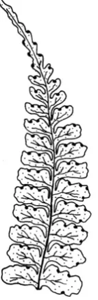 Figure 2. Dennstaedtia rectangularis: pinnule detail (W. Burger & R. Stolze 5273 (CR))