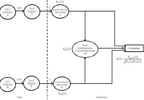 Figure 3. Method for calculating Pearson’s punctual correlation in each spectrum (x frequency
