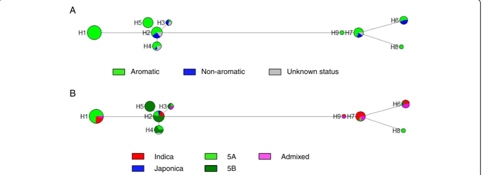 Figure 2 Haplotype network for the gene BADH2 Each node represents a haplotype, its size being proportional to its frequency