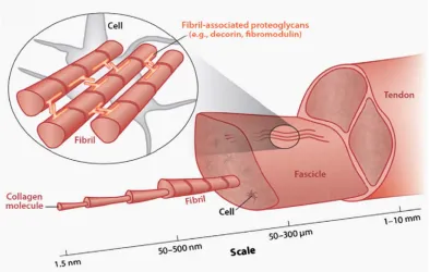 Figure 1-5: Hierarchical structure of tendon (reprinted from (52)).   