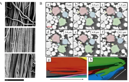 Figure 1-6: Fibril interweaving and bifurcation as potential pathways of load transfer between fibrils in mature rat tendon (reprinted from (43)) Correspond to stacked images of the rat tail tendon samples, showing the appearance of two new adjacent fibril