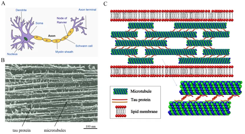 Figure 1-7: interconnections produced by tau protein (reprinted from (61)). (A) Axon connects the cell body to the pre-synaptic terminals