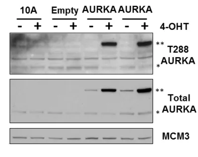 Figure 2.3  