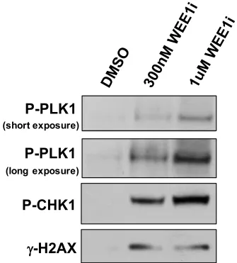 Figure 2.7  