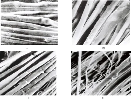 Figure 1. REM surveys of samples with different twist: (a) untwisted; twisted x; (b) With twist 338 tw/m; (c) With twist 700 tw/m; (d) With twist 2000 tw/m silk thread