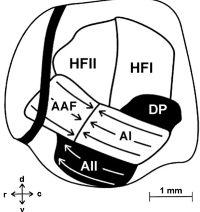 Figure 4. Auditory cortical fields of leaf-nosed bat Carollia perspe-cillata auditory cortex AAF, HFI and HFII