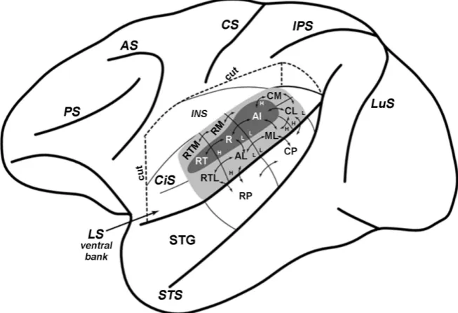 Figure 5. The scheme of macaque brain left hemisphere, demonstrating the location and auditory field, R—rostral field, RT—rostrotemporal field