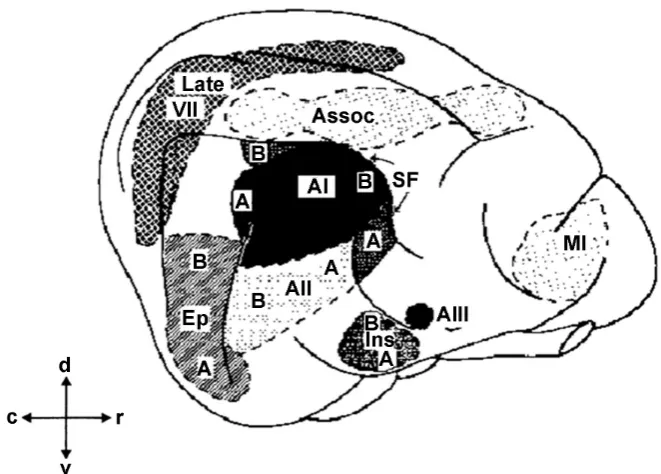 Figure 1. Representation of the cat auditory cortical area, suggested by Woolsey fied from: [22]