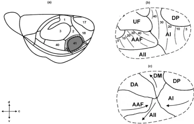 Figure 3. Auditory cortical fields in the mouse. (a): lateral view of the left-side cortex with al
