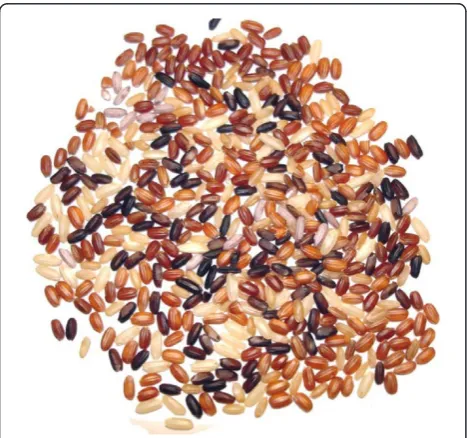 Figure 3 Diversity in the colour of the bran of unpolished rice.